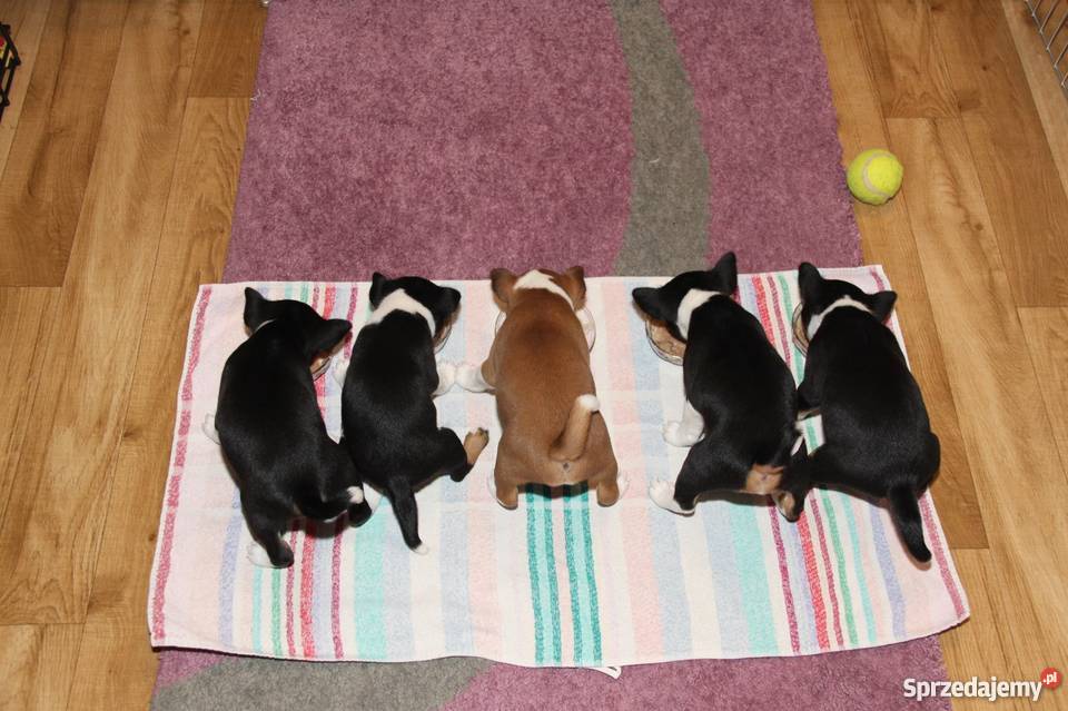 Szczeniaki Basenji Gdynia