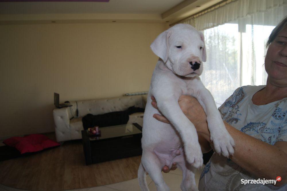 Szczenieta Dogo ArgentinoDog Argentynski Champio Zwierzęta Dąbrowica