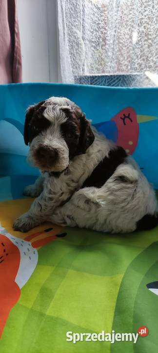 Lagotto Romagnolo Będzin sprzedam