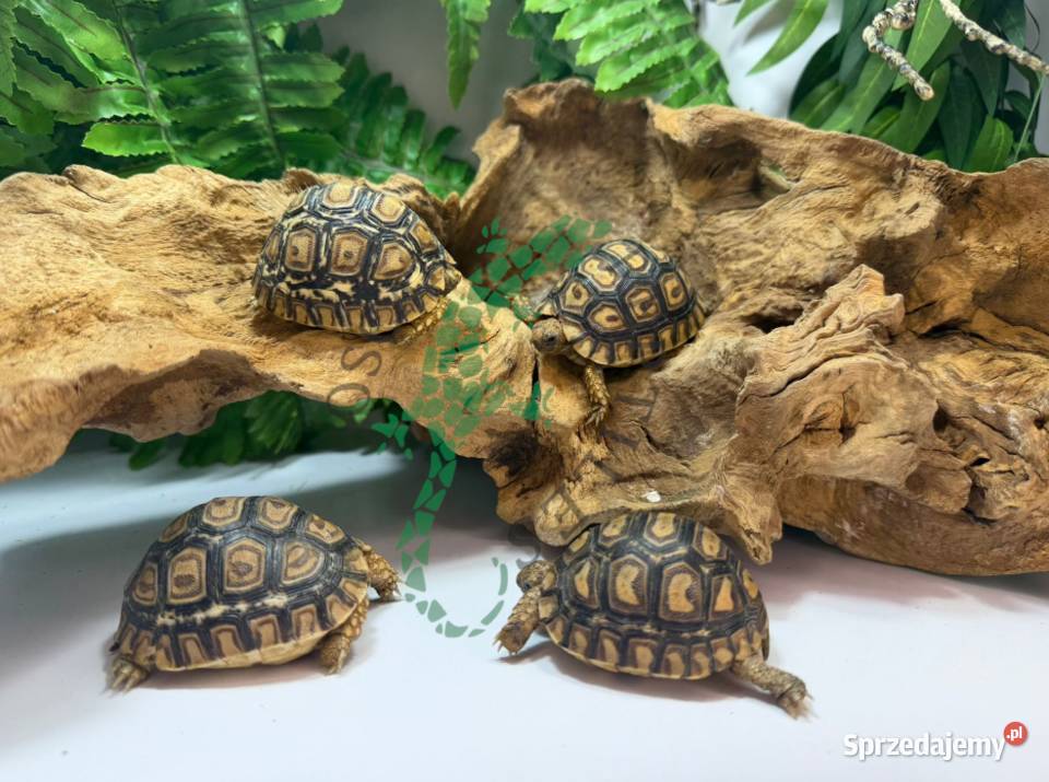 Żółw lamparci Żółwie lamparcie Olsztyn sprzedam