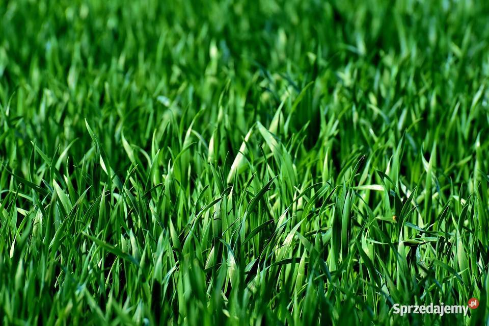 Trawa z rolki Trawa prosto z plantacji trawa Katowice sprzedam