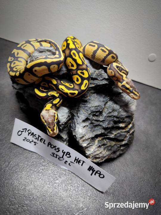 Pytony Królewskie tegoroczne maluchy Pruszków sprzedam