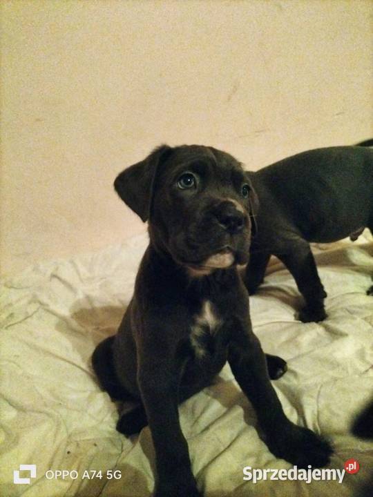 8 wspaniałych szczeniaczków cane corso mazowieckie
