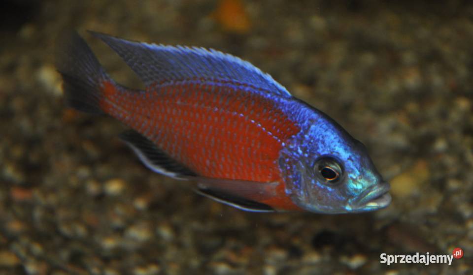 Pyszczak Borleya Copadichromis borleyi Pyszczaki Gdańsk