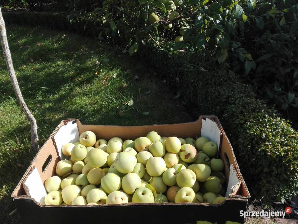 Pigwowiec Chiński i Japoński Liściaste Stalowa Wola