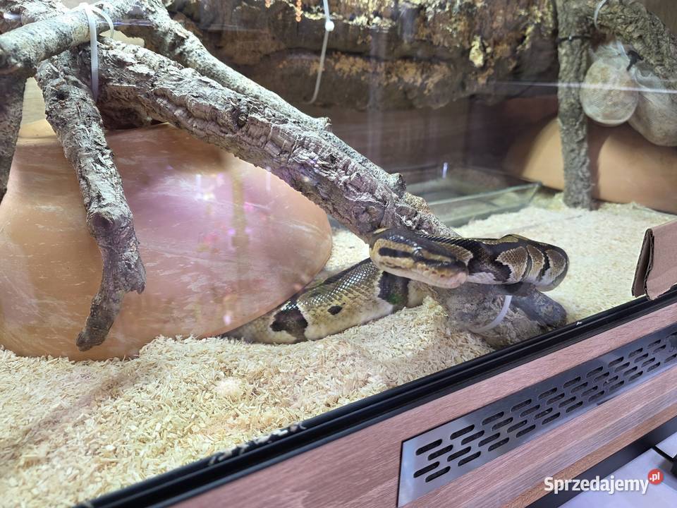 Pyton królewski terrarium dokumenty mazowieckie Warszawa