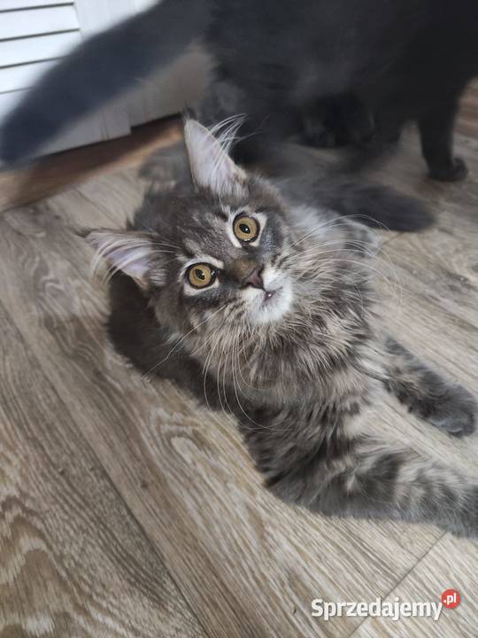 Maine Coon piękne kociaki opolskie Skorogoszcz