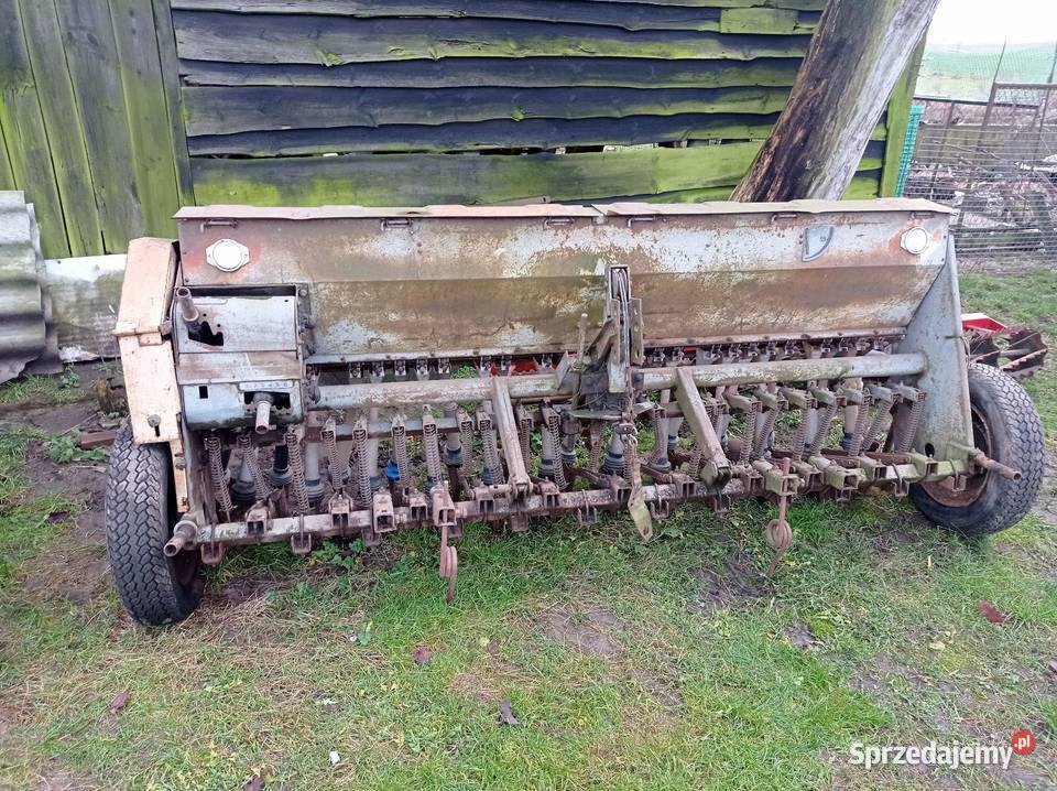 Siewnik poznaniak Golub-Dobrzyń