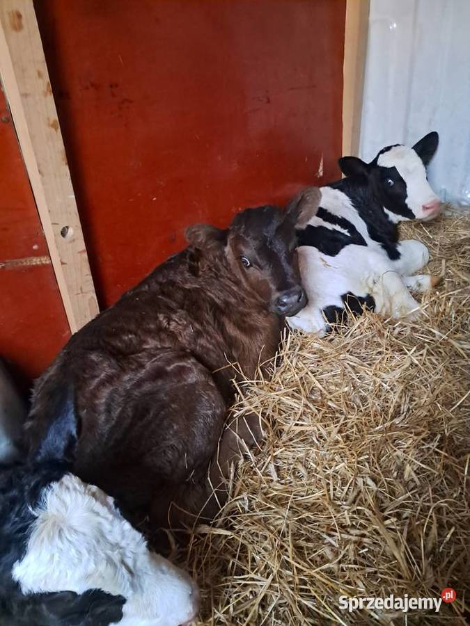 Cielaki mieszańce Klonownica Mała