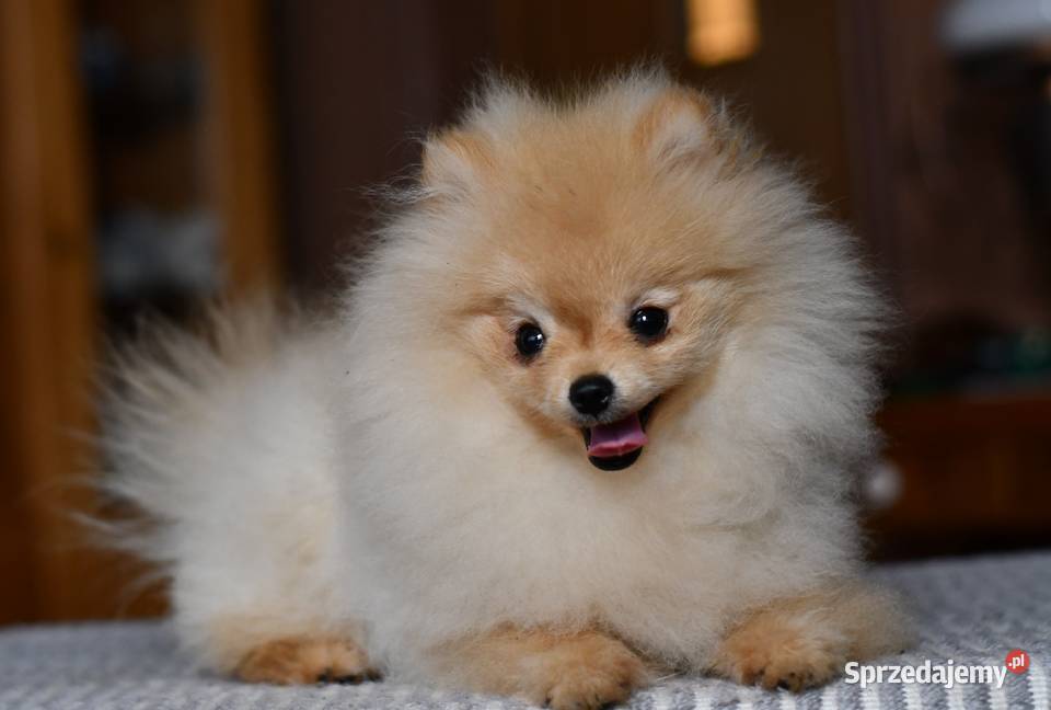 Szpic miniaturowy pomeranian piesek Łódź