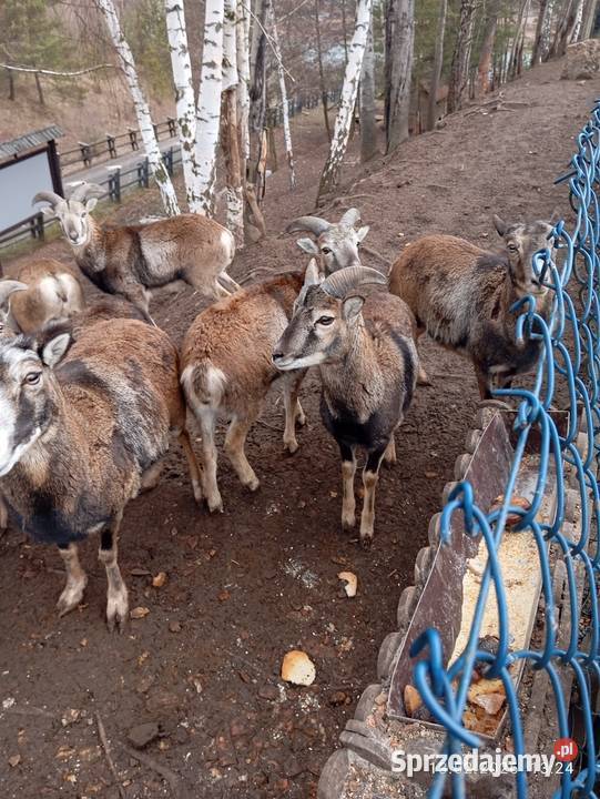 Sprzedam Krasiejów sprzedam