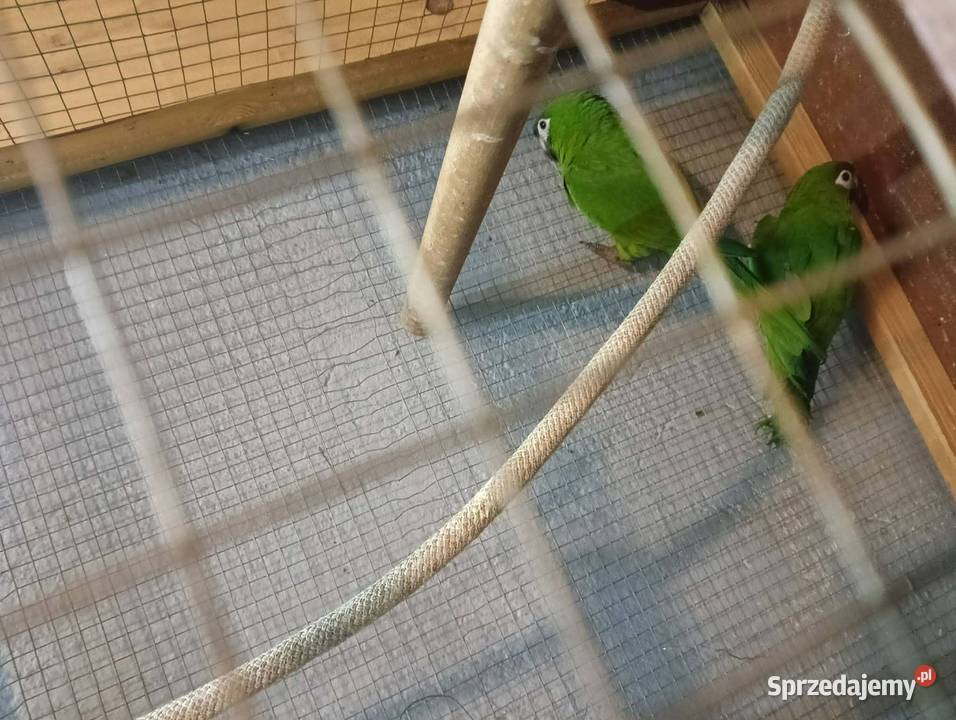Sprzedam Ary Nobiles Rzeszów sprzedam