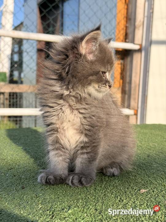Przepiękne kocięta Maine Coon z rodowodem FPL Poznań