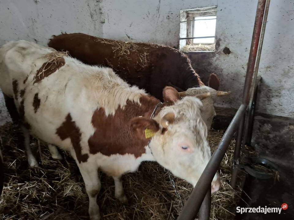 Jałówki wysoko cielne wycielenia styczeńluty Radzanów