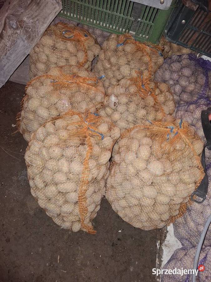 Ziemniaki do sadzenia Rośliny okopowe Łososina Dolna