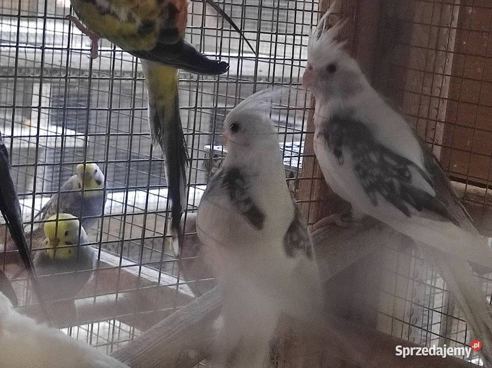 Nimfy z polikami sprzedam