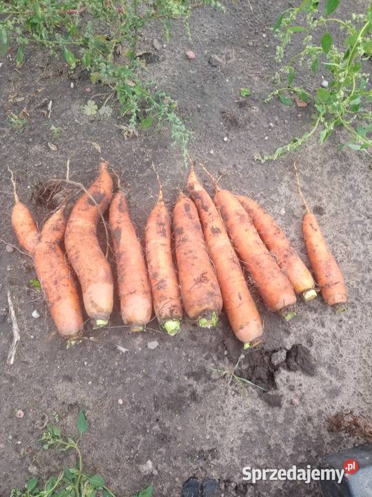 WarzywaZboża z małego gospodarstwa Łosice