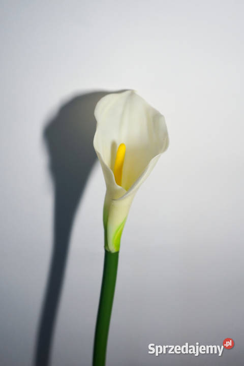 Kalia w kolorze białym sprzedam