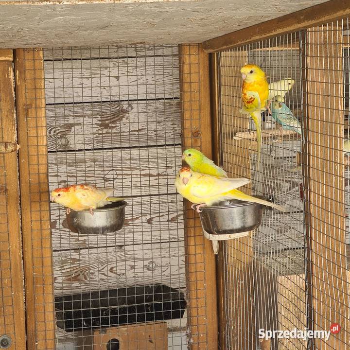 Swiergoty Szymanowice sprzedam