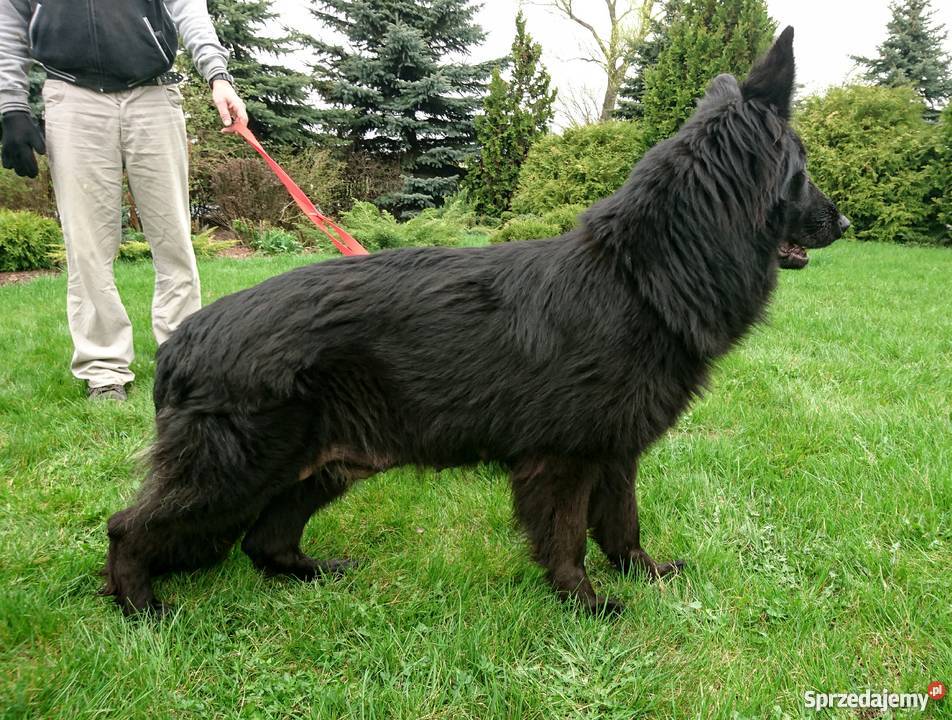 Owczarek niemiecki szczenięta długowłose