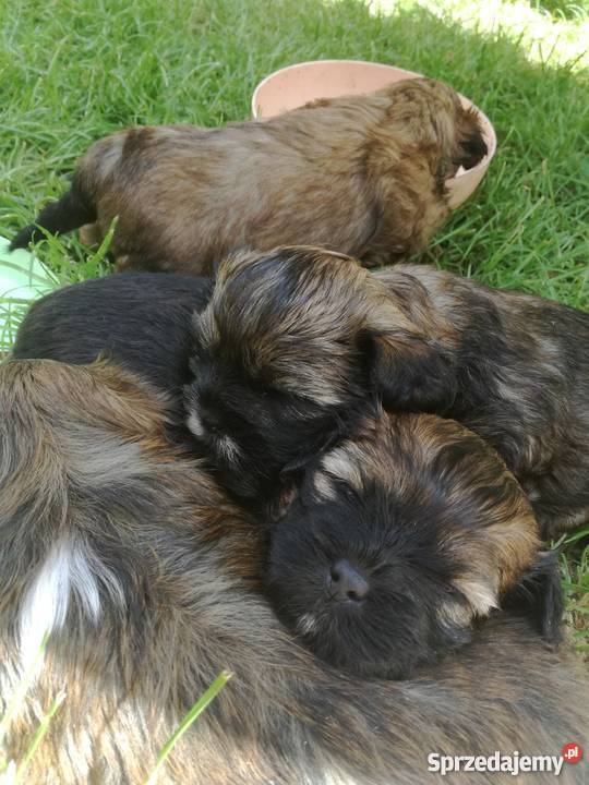 Szczeniaki mieszaniec shih tzu i york Zwierzęta Słupca