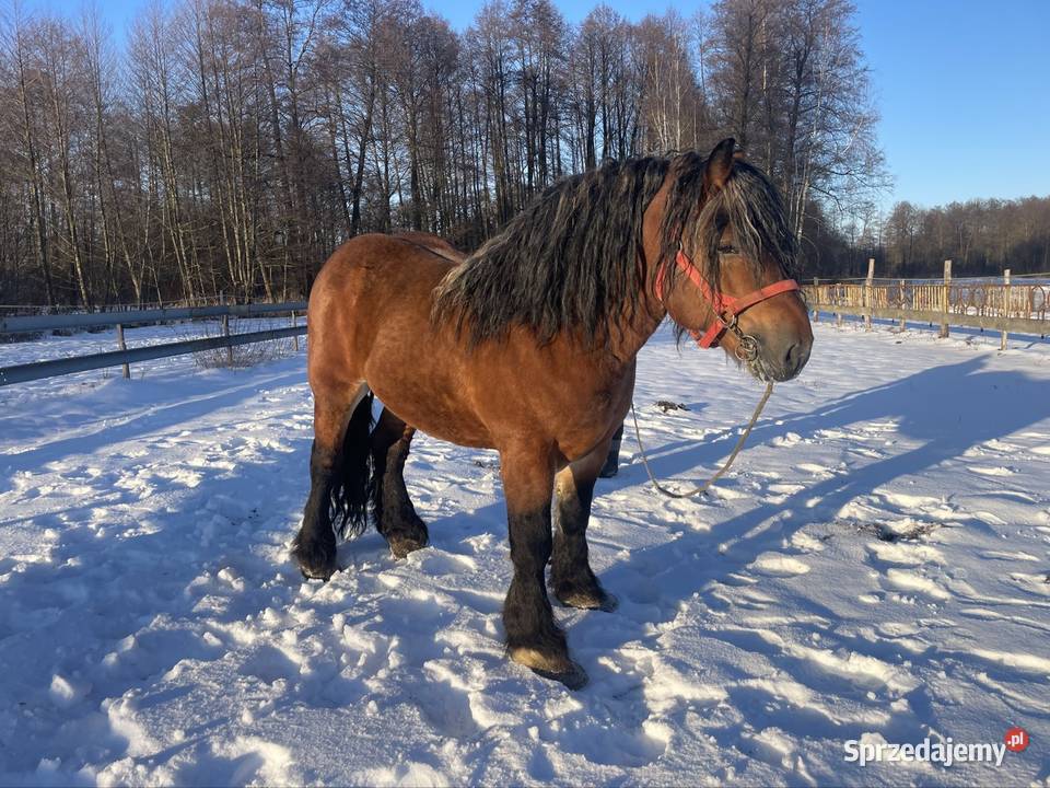 ogoer zimnokrwisty sokólski Michów