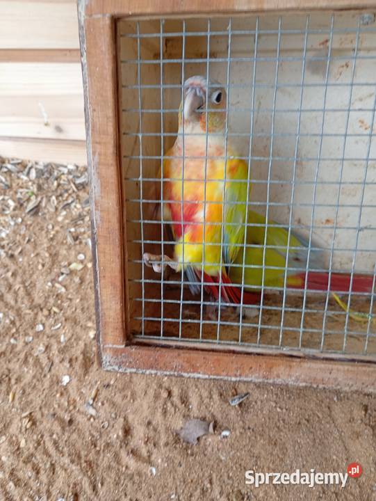 Rudosterkai samczyk Zduńska Wola sprzedam