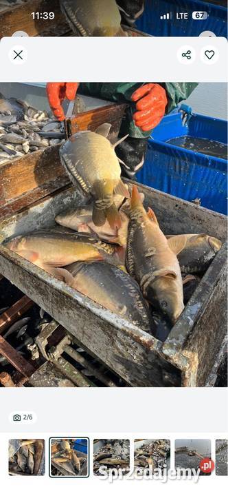 Karp Handlowy na łowiska Leszno