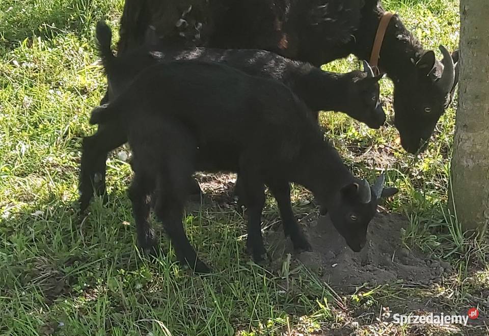 Sprzedam kózki i koziołki mazowieckie Pokrzywnica