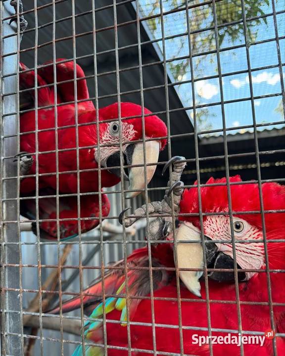 Ara chloroptera Strzelce Opolskie