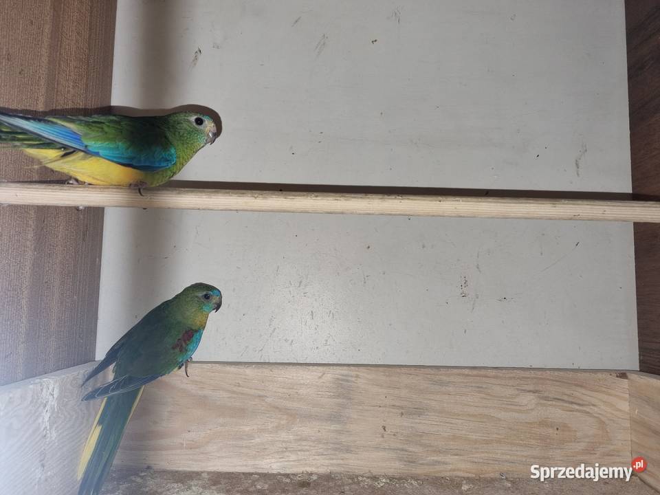 Łąkówka turkusowa Rybnik