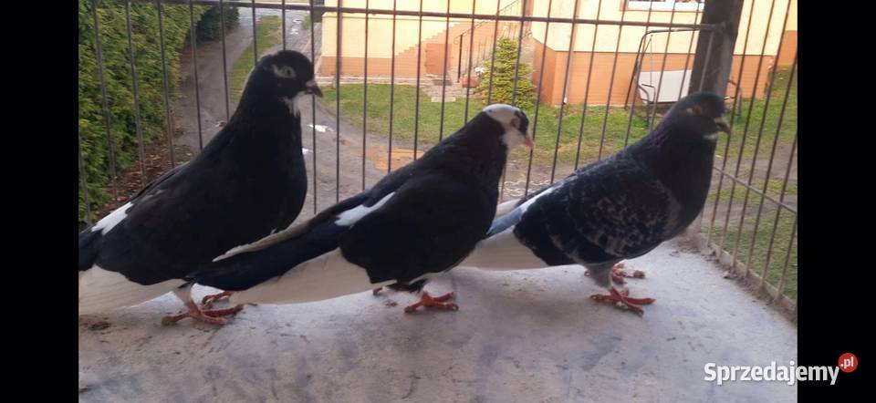 Gołębierollery Birmingham akrobatyczne Żnin