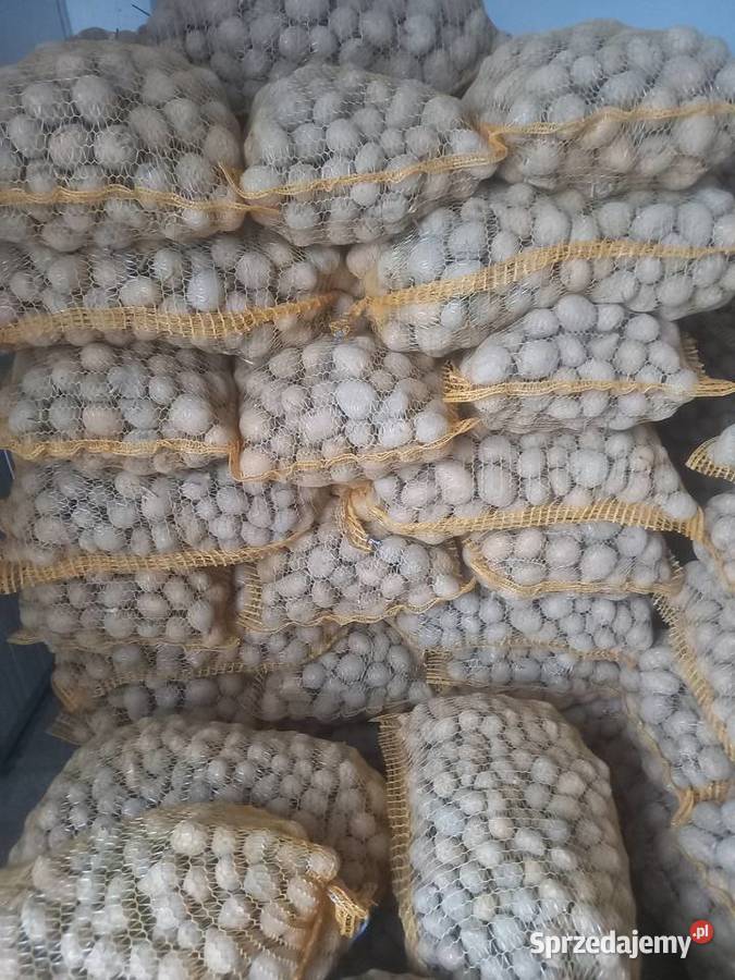 Ziemniakiziemniak ekologiczny Gnojno