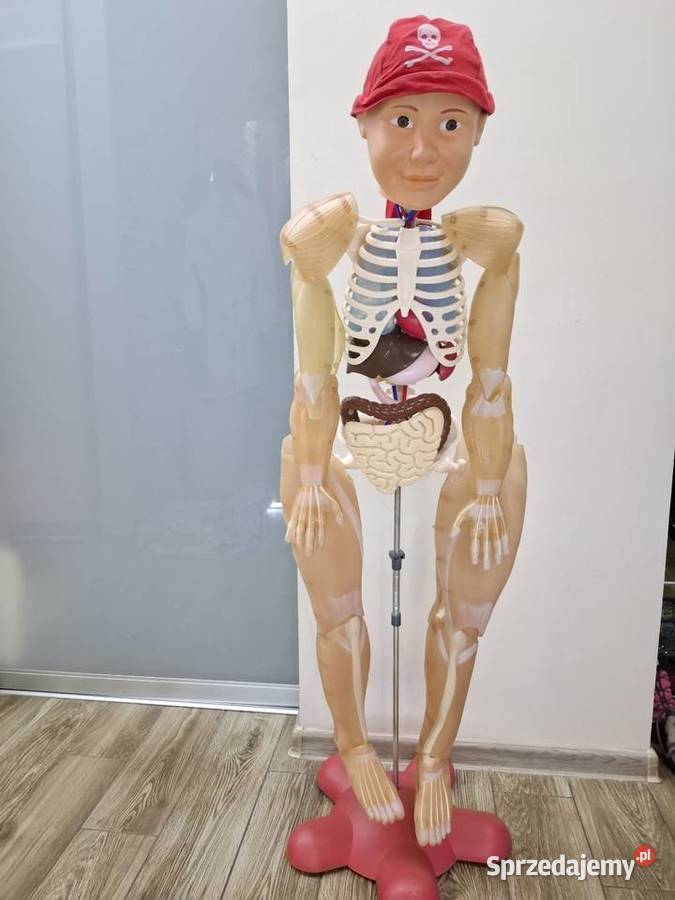 Model edukacyjny szkieletu człowieka kostek Kraków