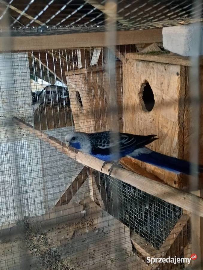 Rozelle królewskie Ptaki Zwierzęta małopolskie Andrychów