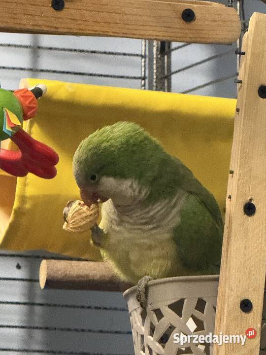 Mnichy Nizinne do woliery sprzedam