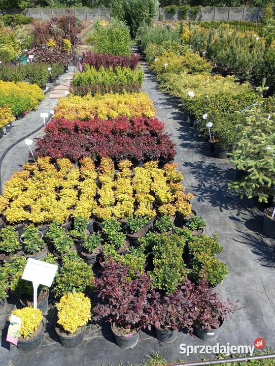 Usługi ogrodnicze pielęgnacja i zakładanie Warszawa ogród