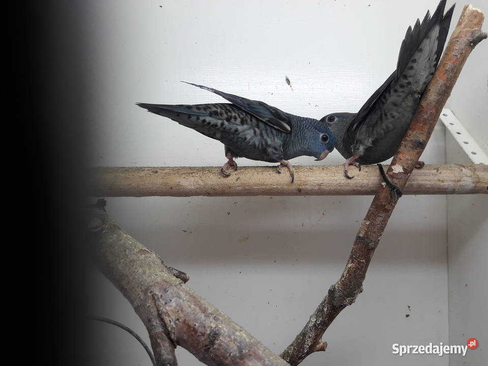 Stokówka prążkowana katarzynki wielkopolskie Pobiedziska