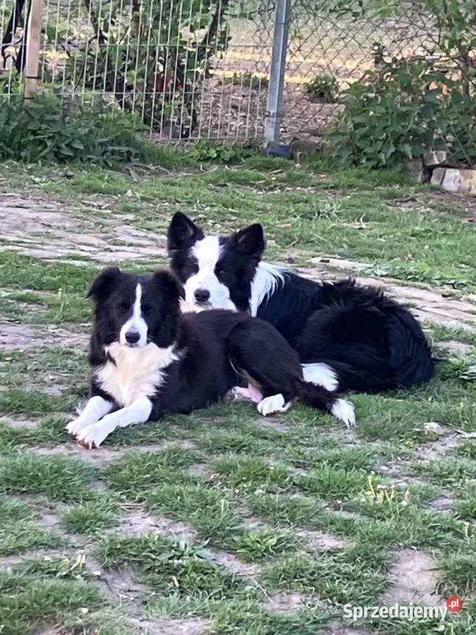 Bolde Collie szczeniaki Mrówczyno