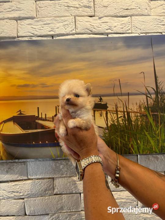 Szpic miniaturowy pomeranian dziewczynka Szpic miniaturowy śląskie Poniszowice