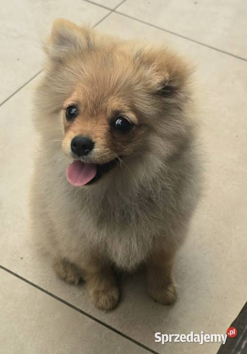 Pomeranian suczka szpic miniaturowy zkwp FCI Piątkowisko