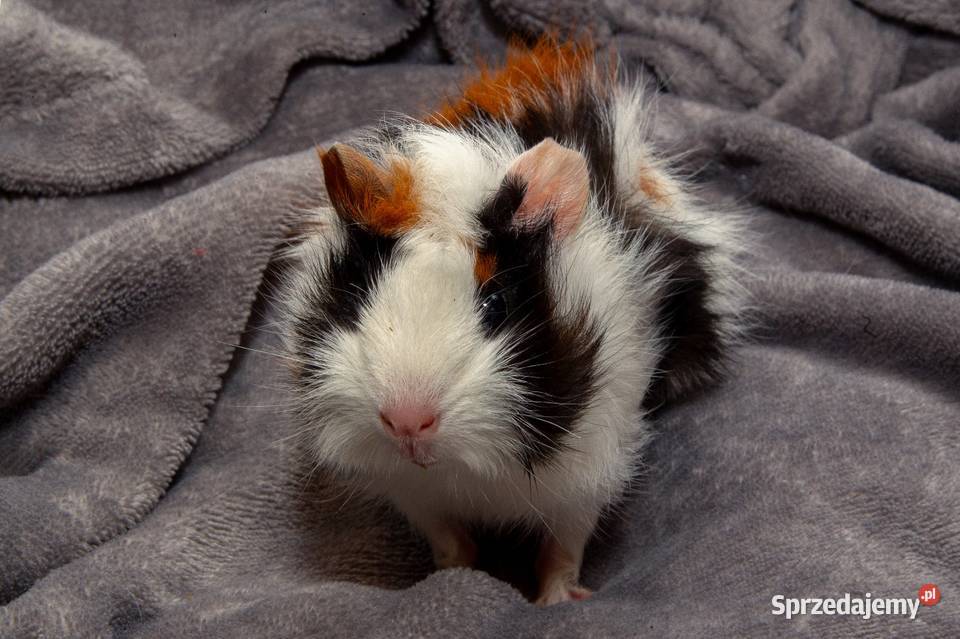 świnka morska cavia domowa SAMICA Koszyce Wielkie