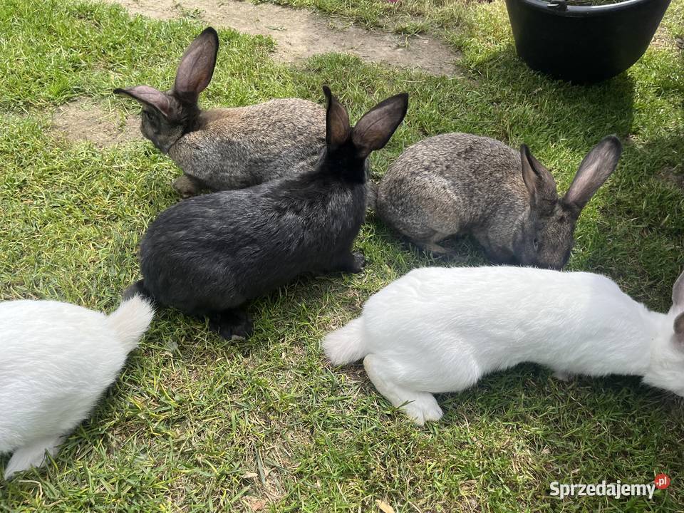 Króliki mix kalifornijski z srokaczem Szadek sprzedam