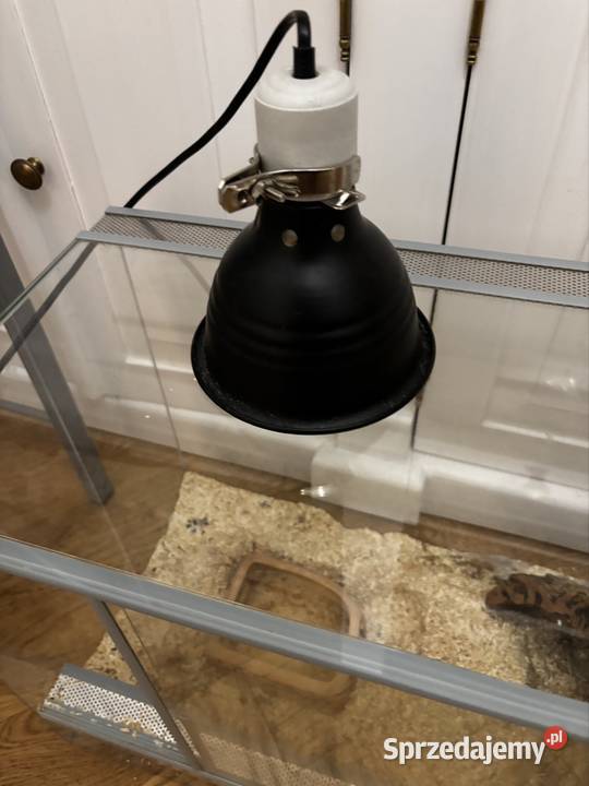 Pyton królewski z terrarium