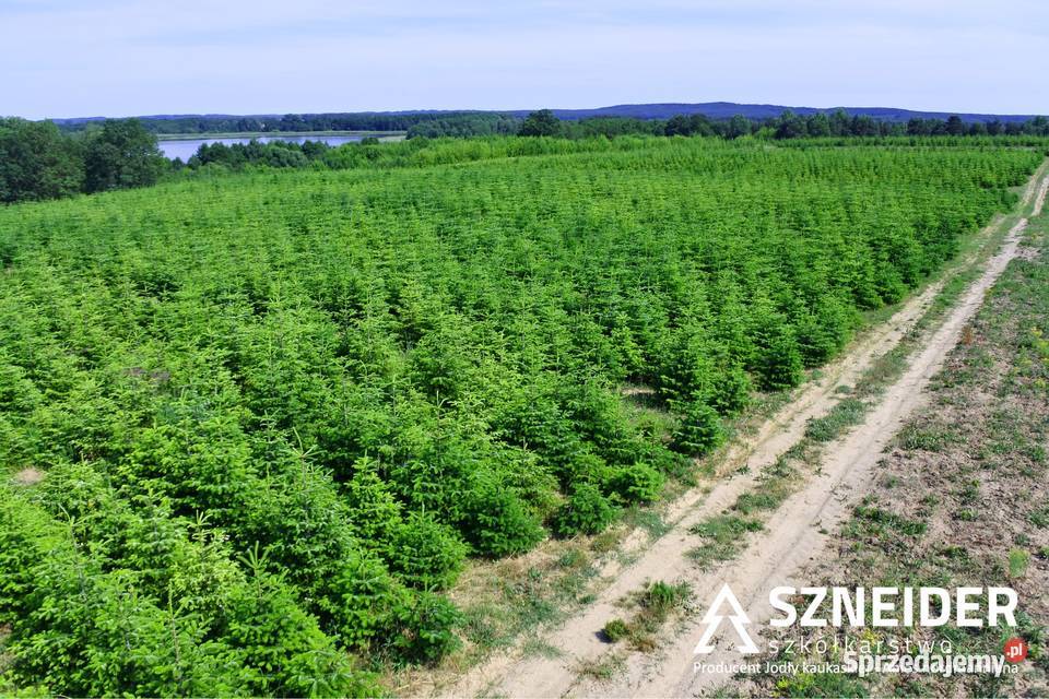 Jodła kaukaska plantacja Polski Producent Hurt i Osieczna