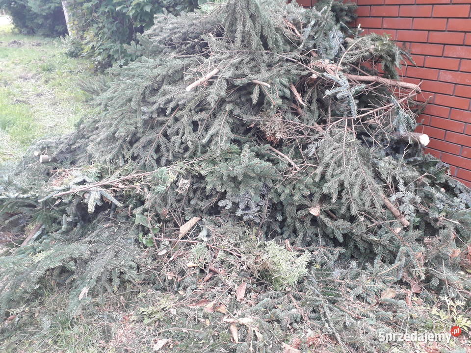 Oddam ŚWIEŻE gałęzie świerkowe do Warszawa