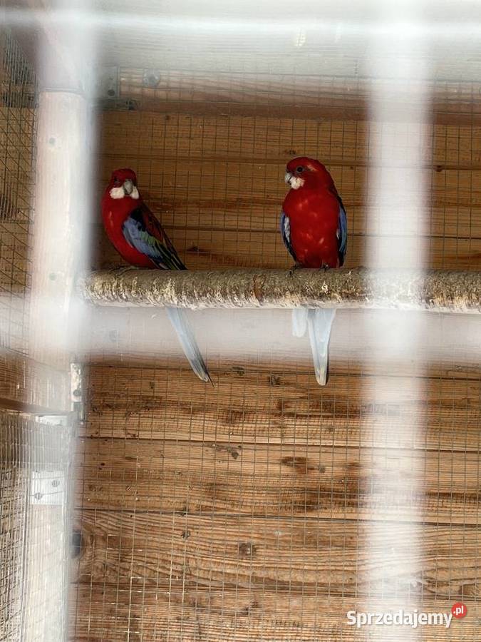 Papugi rozelle białolice 2024r