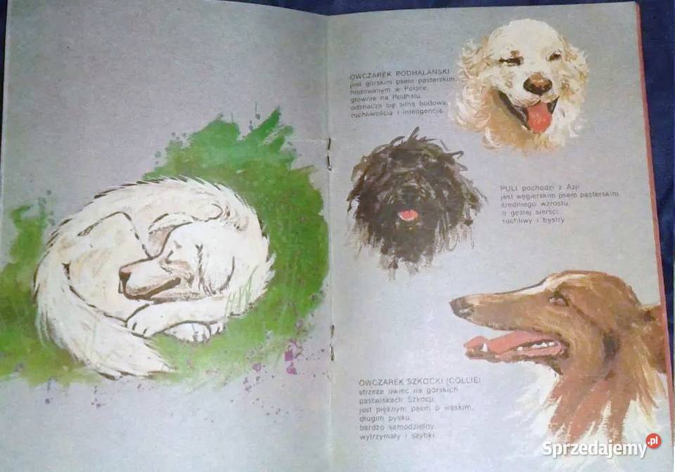 Baca Rinaldo Kazimierz Winkler Chełm sprzedam