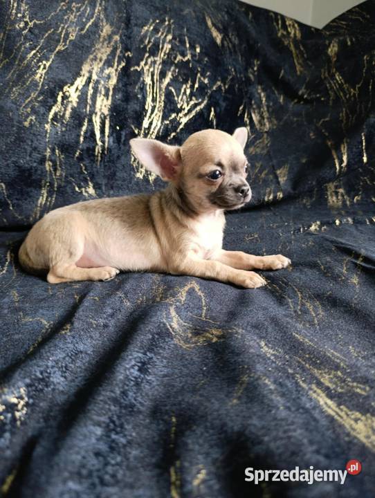 Suczka krótkowłosa chihuahua Szczaworyż