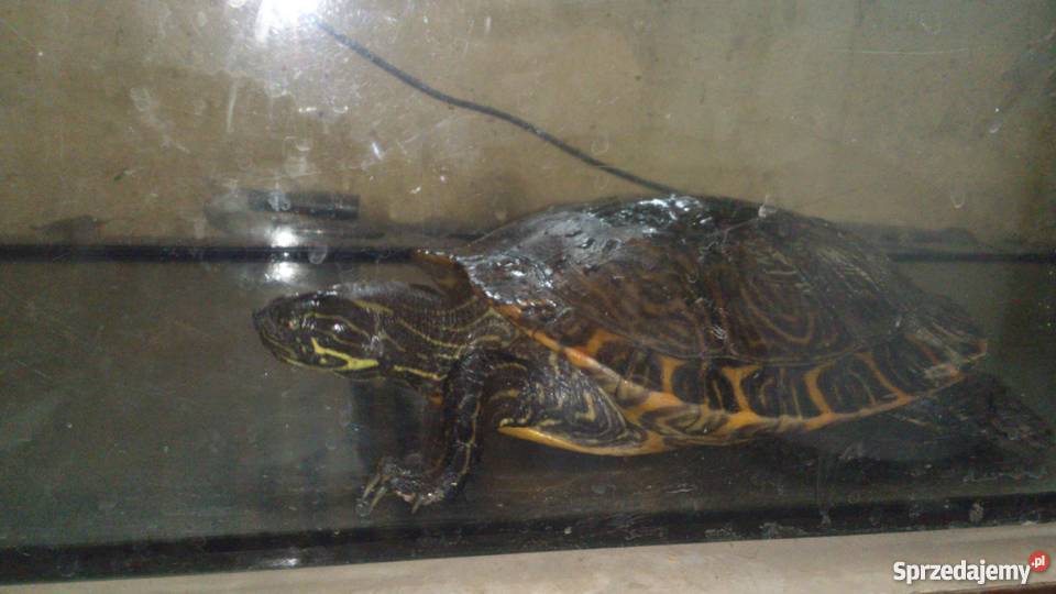 Oddam żółwia wodnolądowego podkarpackie